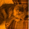 Сибирские котята  отличного качества