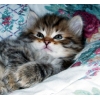 Сибирские котята  отличного качества