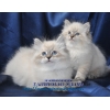 Невские маскарадные котята,  продажа