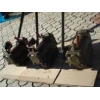 Паровой котел парогенератор ри-5м с военного хранения