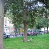 Комната 18 кв. м в трехкомнатной квартире на Ломоносовской