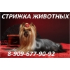 Стрижка кошек и собак выезд на дом