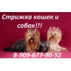 Стрижка кошек и собак животных выезд на дом
