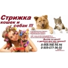 стрижка животных выезд на дом, Стрижка кошек и собак,